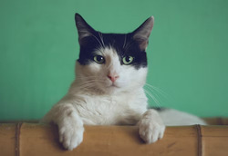 Cat with our recommended products